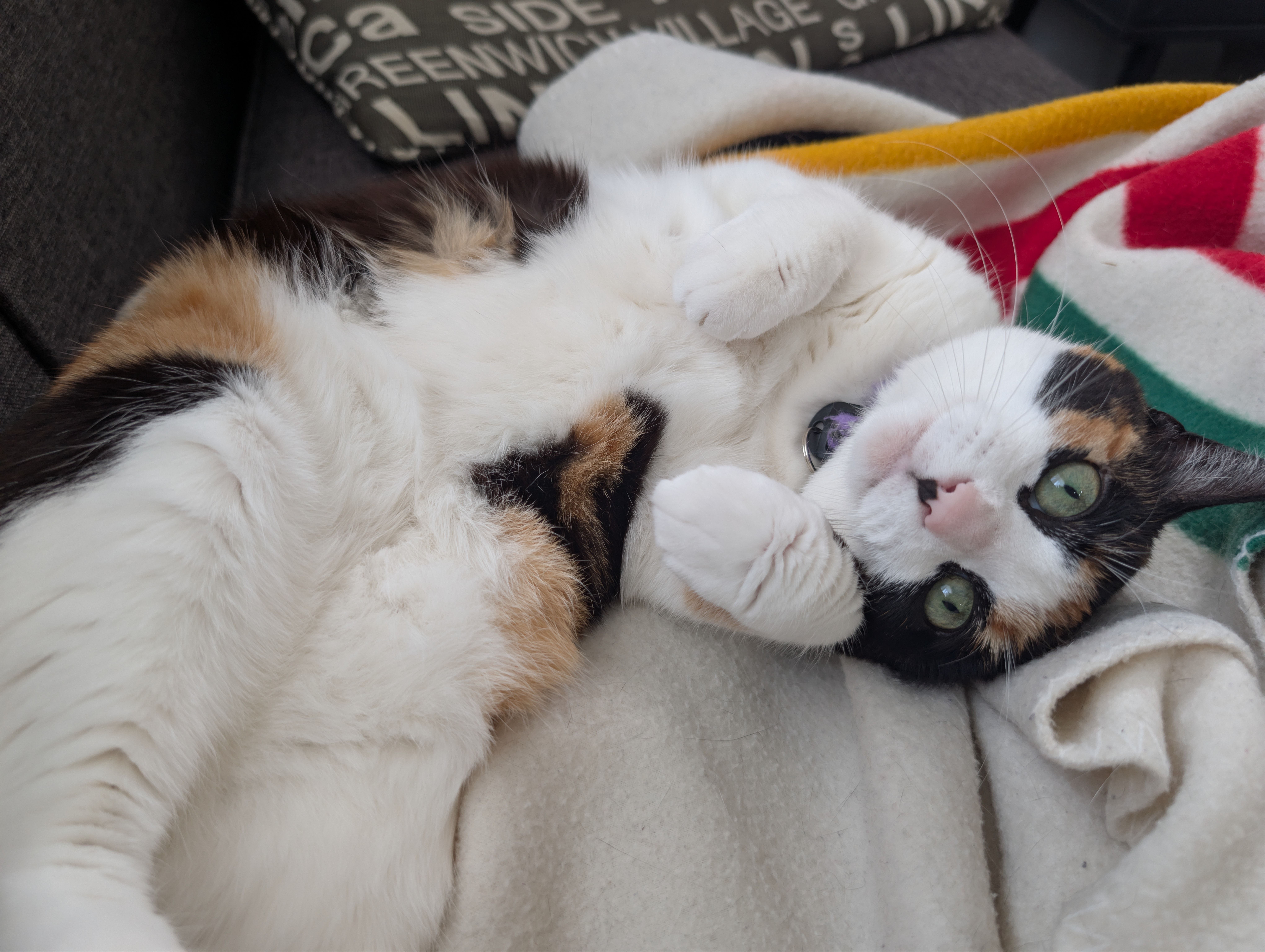 "A calico cat is lying on her side looking toward the camera, her paws neatly folded, her face visible, and belly exposed."